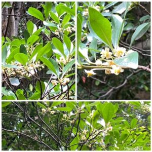 花言葉は 人情家 福岡市城南区の日本庭園 友泉亭公園