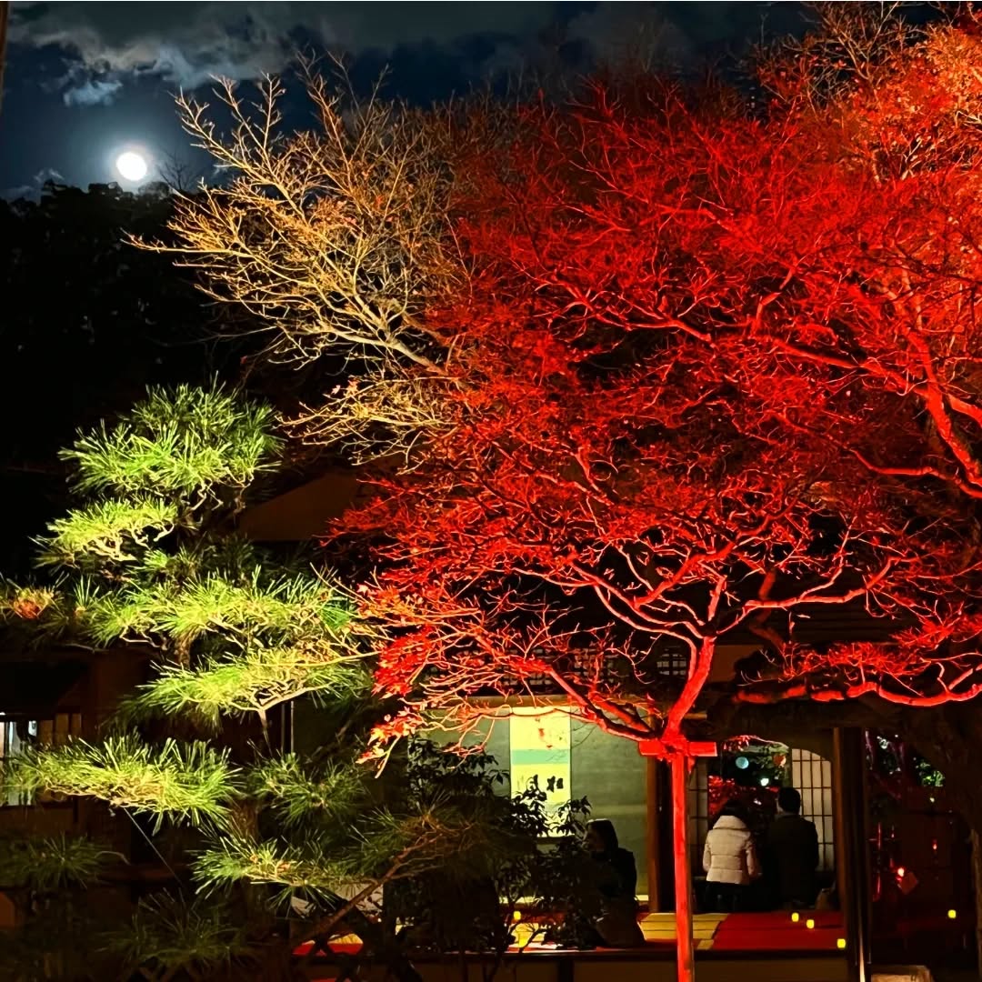 夜間開園 ✨️紅葉ライトアップ✨️
只今開催中!!2日限りのライトアップ
日本庭園でゆっくりと癒してみませんか
すごくきれいですよ✨️
まだまにあいます!
今日までの開催です!
2025年12月6(土)7日(日)
時間18時〜21時
入園料500円
松風園
福岡市中央区平尾3.28
092-524-8264
#日本庭園
#松風園
#夜間開園
#福岡市
#ライトアップ
#喫茶
#抹茶
#デートスポット
#穴場