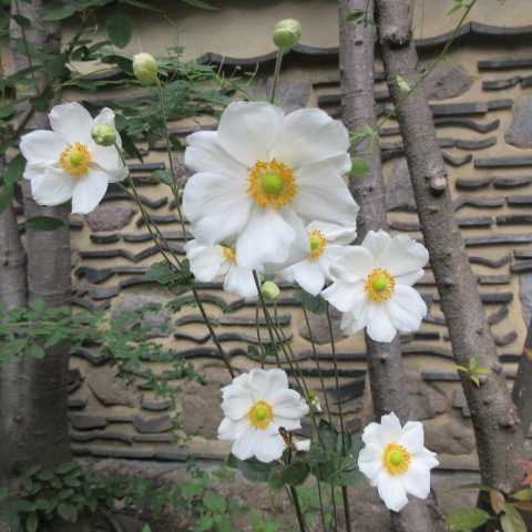 *
「立冬(りっとう)」
暖かい一日ですが、暦の上では、冬の始まる頃。
立冬に入りました。
皆さま、おかわりございませんか…
木々の上の方がかすかに色をつけていますが、まだまだです
さて、裏庭には白いシュウメイギクや紫のホトトギス、可愛らしい菊のノコンギクが盛んに咲いています。
床の間の掛花入れに、ホトトギス・ツワブキ・ノボタンが
入りました。
茶室でのんびりしませんか…
…楽水園より
#楽水園
#rakusuien
#福岡観光
#日本庭園
#JapaneseGarden
#茶室
#都会のオアシス
#博多
#住吉