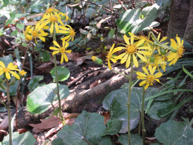*
「もみじ便り」
朝晩、冷え込んできましたね、
皆さま、おかわりございませんか…
園内の紅葉(こうよう)の風景は、まだまだ…
これから12月初旬にかけてゆっくりと色づくことでしょう
今、園内では、黄色いツワブキの花が盛んに咲いています
日中は可愛らしい小鳥の声がにぎやかな時も…
どうぞ暖かくしてお過ごしください
…楽水園より
#楽水園
#rakusuien
#福岡観光
#日本庭園
#JapaneseGarden
#茶室
#都会のオアシス
#博多
#住吉