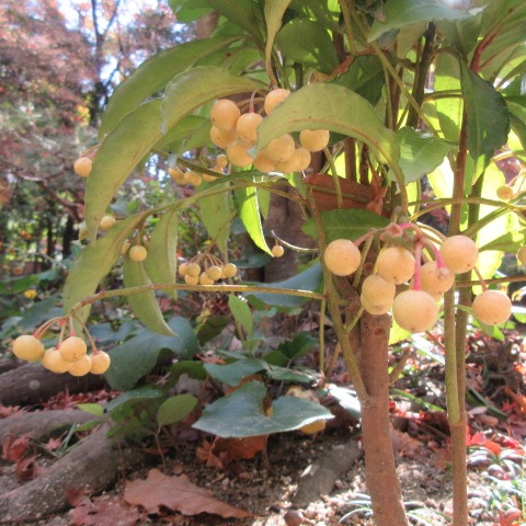 *「冬至(とうじ)の日」
今日は暖かい一日ですね
皆さま、おかわりございませんか…
園内は紅葉や赤い実、白い実が見られます。(モミジ、ハクサンボク、マンリョウ、マユミ等)
さて、冬至は一年でもっとも昼の時間が短いことから、冬至は運気が下がり、身体も弱ると考えられていました。
それを乗りこえるために幸運を呼びこみ、無病息災を願う風習が始まったそうです。
冬至には、幸運を呼び込むために、かぼちゃ(別名:なんきん)をはじめ、にんじん、れんこん、うどん、かんてんなど、
「ん=運」がつくものを食べるようになったようです。
どうぞお身体、ご自愛ください…
…楽水園より
#楽水園
#rakusuien
#福岡観光
#日本庭園
#JapaneseGarden
#茶室
#都会のオアシス
#博多
#住吉