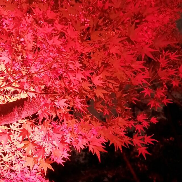 🍁もみじの宴🍁開催終了まであと残り4日となりました。紅葉も、お客様のご来園を静かに待つように、、精一杯美しい姿で保ってくれています、、
残りわずかでございますが、最後まで、2025春夏秋冬 友泉亭公園 ✨️プロジェクションマッピング✨️をどうぞお楽しみください。
ご来園お待ちしております。
#日本庭園
#福岡市
#プロジェクションマッピング
#紅葉
#穴場
#庭園
#期間限定イベント
#旅
#思い出
#きれい
#おすすめ