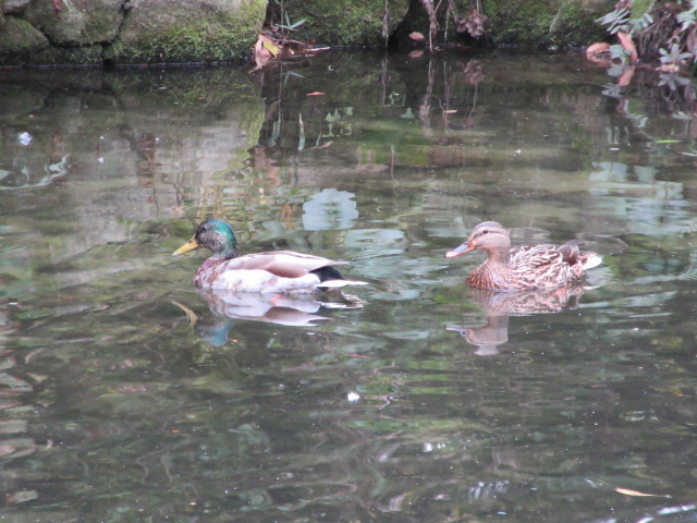 *
「春近し」
風が冷たいですね~、
皆さま、おかわりございませんか…
庭園のウメの花が高い枝に咲き、
昼間は小鳥のさえずりがきこえます。
黄色いつぼみはヒイラギナンテン…
今日は池には鴨のつがいが仲良く泳いでいました。
床の間の掛花入れにはサザンカとトサミズキ。
少しずつですが、春の気配を感じますね…
…楽水園より
#楽水園
#rakusuien
#福岡観光
#日本庭園
#JapaneseGarden
#茶室
#都会のオアシス
#博多
#住吉