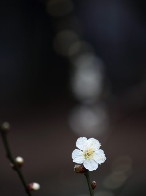*
「園長が撮る梅の写真 2」

夕べの雨に洗われた梅の花。
朝日を浴びて綺麗に咲いていました。
友泉亭公園は草木に囲まれた綺麗な滝と池のおかげで、
梅の花が美しく咲いています。

ご来園お待ちしております。

…友泉亭公園より

#友泉亭
#友泉亭公園 
#yusentei
#福岡
#日本庭園
#JapaneseGarden
#茶室