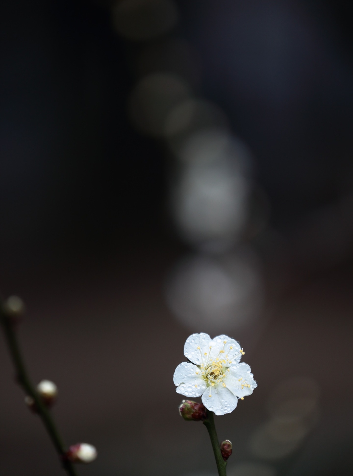 *
「園長が撮る梅の写真 2」

夕べの雨に洗われた梅の花。
朝日を浴びて綺麗に咲いていました。
友泉亭公園は草木に囲まれた綺麗な滝と池のおかげで、
梅の花が美しく咲いています。

ご来園お待ちしております。

…友泉亭公園より

#友泉亭
#友泉亭公園 
#yusentei
#福岡
#日本庭園
#JapaneseGarden
#茶室