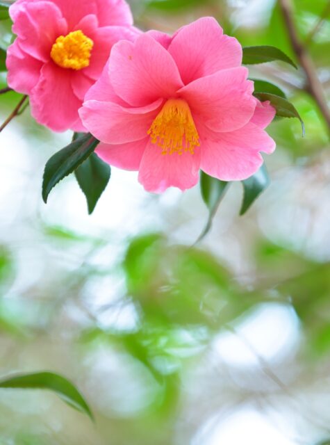 *
「園長が撮る花 3」

友泉亭公園の山茶花も、もう終わりに近づいています。
朝のお掃除の時にはピンク色の花びらが沢山落ちていて、お掃除をするのも勿体ない気がします。

…友泉亭公園より

#友泉亭
#友泉亭公園 
#yusentei
#福岡
#日本庭園
#JapaneseGarden
#茶室