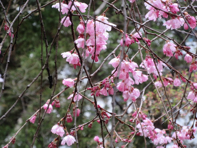 *
「春雨」
今日はあたたかいしっとりとした雨となりました。
皆さま、おかわりございませんか…
庭園のベニシダレザクラも花が咲き始めました。
また、入口近くには春に芽吹く、真っ赤な新芽が珍しい「猩々モミジ」が見られます。

小鳥のさえずりが聞かれます…ツグミかな。
茶庭の白いリキュウバイも咲いています。
満開のシダレザクラが楽しみですね…

…楽水園より

#楽水園
#rakusuien
#福岡観光
#日本庭園
#JapaneseGarden
#茶室
#都会のオアシス
#博多
#住吉
