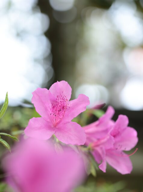 *
「ツツジ」
友泉亭公園はツツジが見ごろになっています。
雨上がり、早朝は特に綺麗な花を見せてくれます。

花言葉は「節度」「慎み」「愛の喜び」など、
控えめで上品な愛情を表す言葉が代表的です。

ご来園お待ちしております。

…友泉亭公園より

#友泉亭
#友泉亭公園 
#yusentei
#福岡
#日本庭園
#JapaneseGarden
#茶室