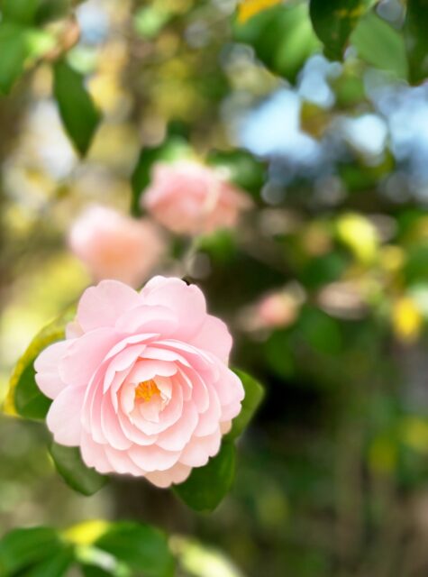 *
「乙女椿」
乙女椿(おとめつばき)の代表的な花言葉は、 「控えめな美」「控えめな愛」 です。
上品でおしとやかな印象から、奥ゆかしい女性像を重ねた意味合いで使われます。
スマホのカメラ機能で撮影しました。
…友泉亭公園より
#友泉亭
#友泉亭公園
#yusentei
#福岡
#日本庭園
#JapaneseGarden
#茶室