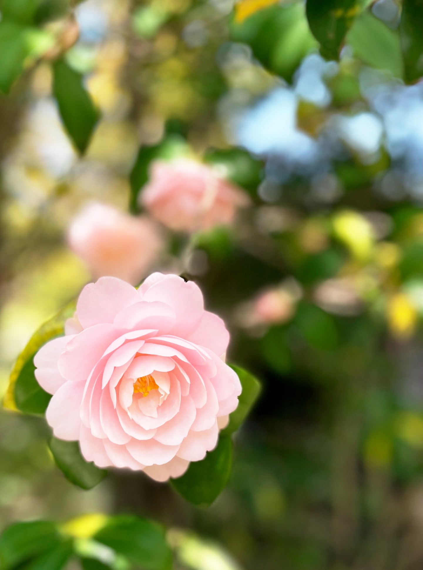 *
「乙女椿」
乙女椿(おとめつばき)の代表的な花言葉は、 「控えめな美」「控えめな愛」 です。
上品でおしとやかな印象から、奥ゆかしい女性像を重ねた意味合いで使われます。
スマホのカメラ機能で撮影しました。
…友泉亭公園より
#友泉亭
#友泉亭公園
#yusentei
#福岡
#日本庭園
#JapaneseGarden
#茶室