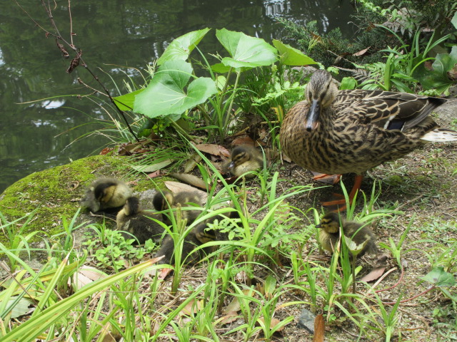 *
「カモの赤ちゃん」
心地よいさわやかな風が通る今日、いいお天気に恵まれました…
皆さま、いかがお過ごしでしょうか~
庭園の白いコデマリの花が咲きました!
さて、ここ楽水園の池のほとりに、今、カモの赤ちゃん8羽の姿が見られます。
お母さんの後ろを追ってみたり、池でチョコチョコ泳いでみたり…
時折見せる、愛らしい姿にお客様もほっこり…
さてさて、皆さま、ご来園時にこのカモの赤ちゃんに出会えたら、ラッキーかも❤‼
どうぞ、庭園でゆったりとした一日を過ごしてください…
…楽水園より
#楽水園
#rakusuien
#福岡観光
#日本庭園
#JapaneseGarden
#茶室
#都会のオアシス
#博多
#住吉