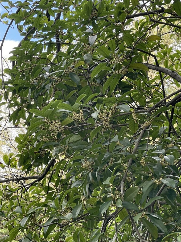 ウスギモクセイが咲き始めました