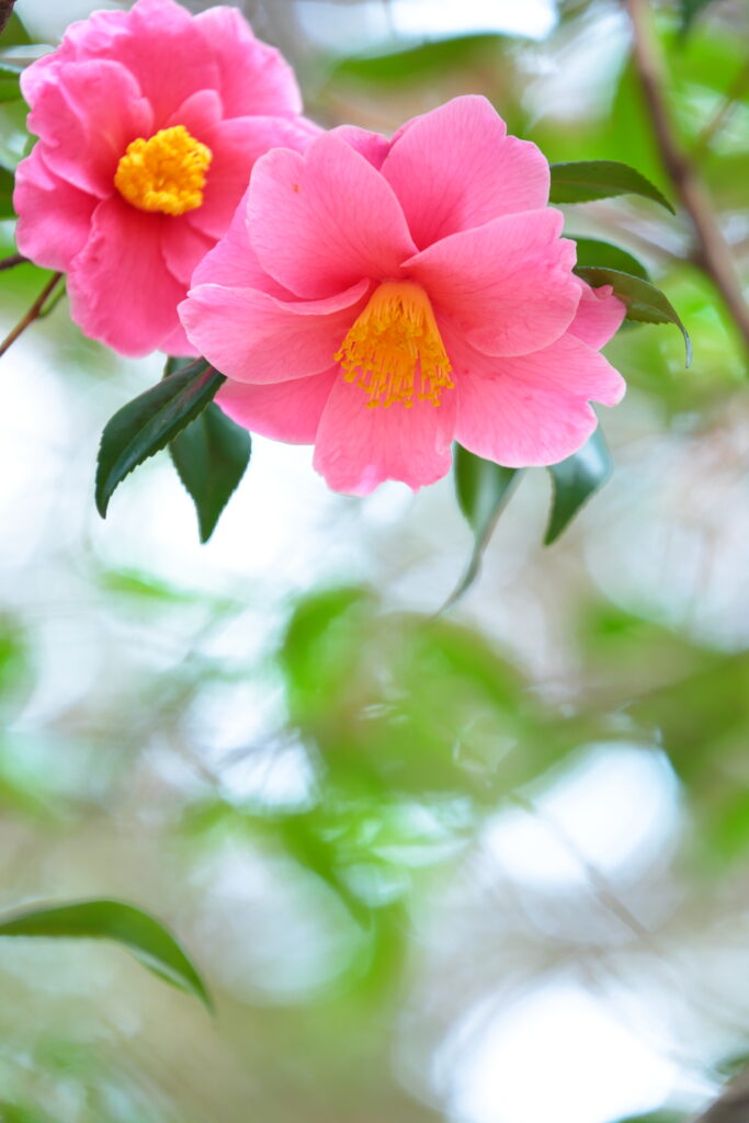 園長が撮る花 3