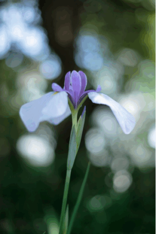 園長の写真撮影会～R7 11月21日（金）ご予約お待ちしております。
